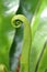 Bird\'s-nest Fern new fron