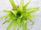 Bird`s Nest Fern with Unfurling Fronds