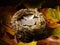 Bird\'s Nest filled with American currency and autumn leaves