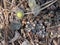 Bird\\\'s nest fungus growing in mulch after heavy rains