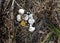 Bird`s nest on the ground with shell from eggs of fledglings