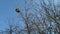 A bird`s nest hanging high from a dry tree branch against a blue sky background