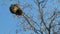 A bird`s nest hanging high from a dry tree branch against a blue sky background