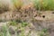 Bird& x27;s nest in hole on wall of landslide rock on Azov Sea coast.
