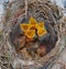 Bird\'s nest with hungry chicks