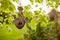 A bird`s nest made from coconut shells and straw hangs on a tree in the garden