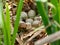 Bird's nest of moorhen