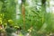 Bird`s-nest orchid Neottia nidus-avis in the spring leafy fore