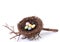 Bird\'s Nest With Pastel Eggs