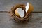 Bird`s Nest with Scattered Eggshell on an old Wood Panel