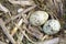 Bird`s nest of seagulls with two eggs in it, top view. Two green spotted gull eggs in a nest, top view. Close-up. Two