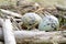 Bird`s nest of seagulls with two eggs in it. Two green spotted gull eggs in a nest. Close-up. Two seagull eggs in a nest