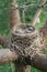 Bird`s nest with sleeping newborn thrush nestlings located on the pine tree