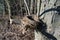 Bird`s nest in spring forest. Empty nest in branch furcation