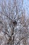 Bird's nest in a tree in winter. large nest in a tree.