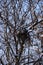 Bird's nest in a tree in winter. large nest in a tree.