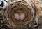 bird\\\'s nest with two eggs inside .Bulbul bird \\\'s nest