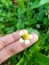 A bird\\\'s view of Coat buttons, or Tridax procumbens or commonly called Tridax daisy, Gletang.