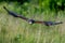 a bird with it's wings spread out over a grassy field