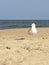 Bird sand beach peace white