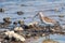 Bird sandpiper Calidris ferruginea, walk through shallow water