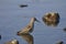 Bird sandpiper goes on water. Wild nature, marsh game, animals, fauna, flora