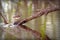 Bird sandpiper stands on the trunk of a tree that has fallen into the river. Xenus cinereus.