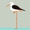 bird sandpiper,vector illustration ,flat style