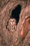 Bird Saw whet owl