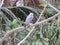 A bird sayaca tanager perched on branch of the tree