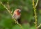 Bird, Scally-breasted Munia (Lonchura punctulata)