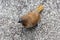 Bird (Scaly-breasted Munia) in a nature wild