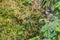 Bird (Scaly-breasted Munia) in a nature wild