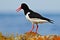 Bird in the sea coast. Oystercatcher, Heamatopus ostralegus, water bird in the wave, with open red bill,Norway. Bird sitting on th