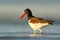 Bird in the sea coast. Oystercatcher, Heamatopus ostralegus, water bird in the wave, with open red bill,Norway. Sea bird with even