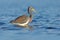 Bird in the sea. Morning light water with bird. Hunting bird. Water bird sitting in the water. Beach in Florida, USA. Water bird T