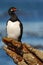 Bird with sea. Sea bird in the nature habitat. Rock Shag, Phalacrocorax magellanicus, black and white cormorant with red bill