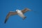 Bird seagull flying