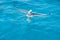 Bird seagull on sea water in ocean