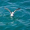 Bird seagull on sea water in ocean