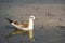 Bird seagull swims in the water