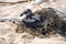 Bird, seagull trapped in plastic garbage lying on the beach. The concept of an ecological disaster caused by plastic garbage.