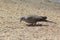 Bird in search of food on ground in Dubai,UAE on 28 June 2017