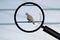 Bird on search magnifying glass
