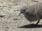 a bird searching for food on a sandy concrete floor