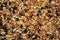 Bird seed background