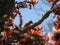 Bird Serenade: A Vivid Spring Symphony Among Palash Flowers