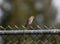 Bird setting on a cyclone fence