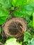 The Bird Shelter On A Tree Pune Maharashtra India