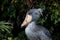 Bird: A Shoebill (Whale-headed Stork)